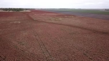 Avustralya sorgum sırasında gün zaman alan.