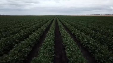 Pamuk hasat için hazır kırsal alan.