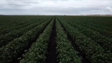 Pamuk hasat için hazır kırsal alan.