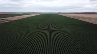 Pamuk hasat için hazır kırsal alan.