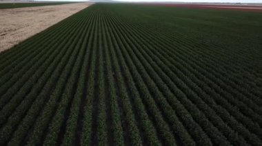 Pamuk hasat için hazır kırsal alan.