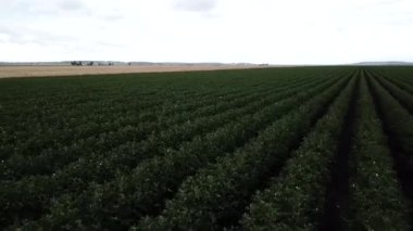 Pamuk hasat için hazır kırsal alan.