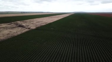 Pamuk hasat için hazır kırsal alan.