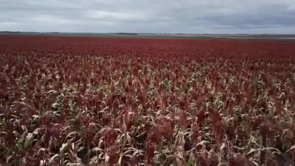 Field Australian Sorghum Day Time — Stock Video