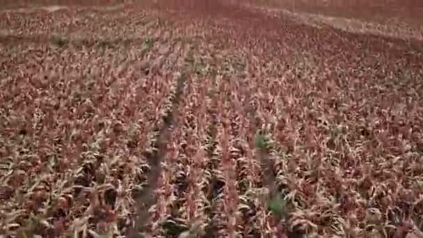 Field Australian Sorghum Day Time — Stock Video