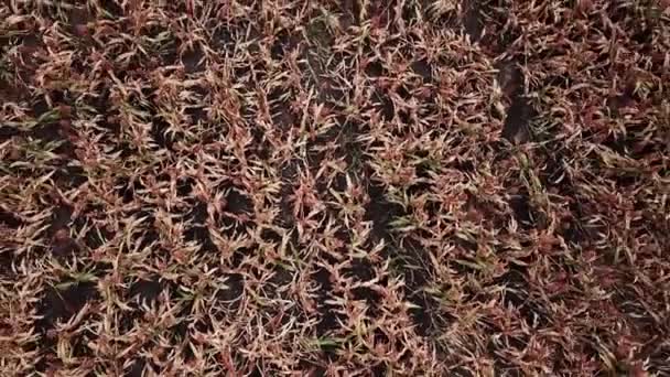 Champ de sorgho australien pendant la journée .