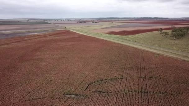 Campo Sorgo Australiano Durante Dia — Vídeo de Stock