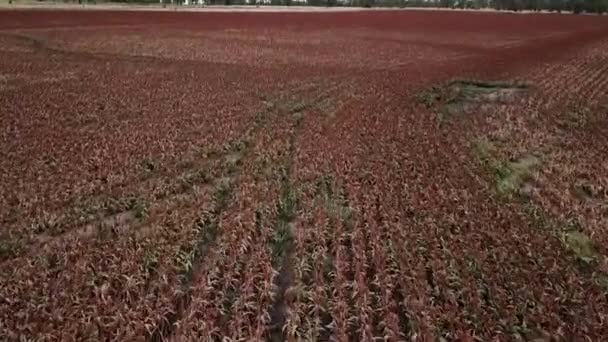 Campo Sorgo Australiano Durante Día — Vídeo de stock