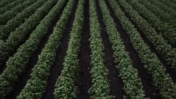 Campo Algodão Campo Pronto Para Colheita — Vídeo de Stock