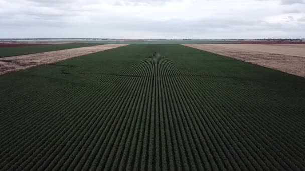 Field Cotton Countryside Ready Harvesting — Stock Video