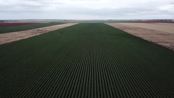 Campo Algodón Campo Listo Para Cosechar — Vídeos de Stock