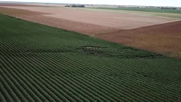 Campo Algodón Campo Listo Para Cosechar — Vídeos de Stock