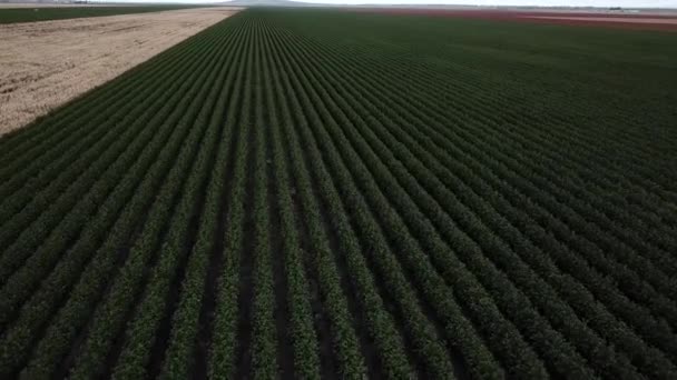 収穫の準備ができての田舎で綿のフィールド — ストック動画