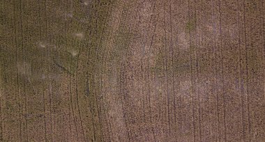 Avustralya sorgum alan.