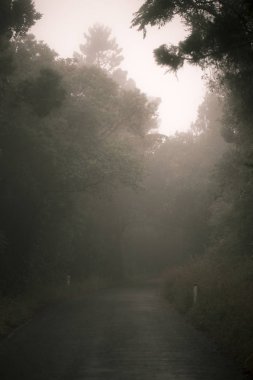 Ormandaki Moody puslu yol.