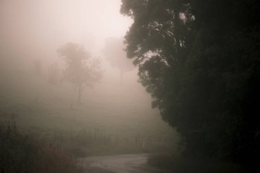 Ormandaki Moody puslu yol.