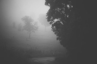 Ormandaki Moody puslu yol.