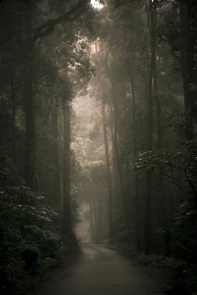 숲에서 무디 헷갈리는로. — 스톡 사진