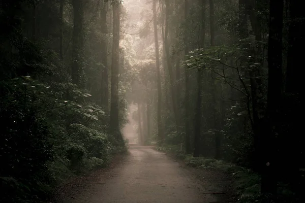 숲에서 무디 헷갈리는로. — 스톡 사진