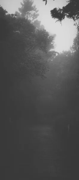 Moody hazy road in the forest. — Stock Photo, Image