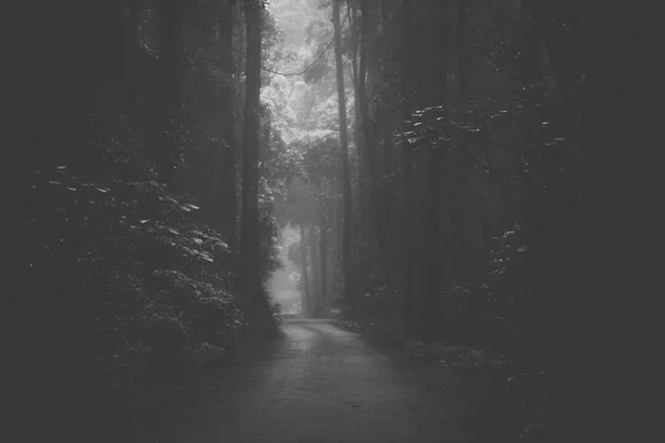 Stimmungsvolle neblige Straße im Wald. — Stockfoto