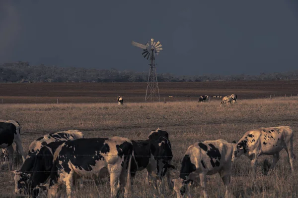 Australische Kühe — Stockfoto