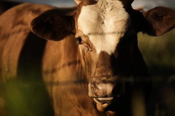 Vacca australiana — Foto Stock