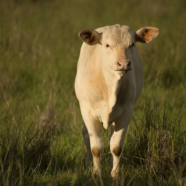 Australian cow — Stock Photo, Image