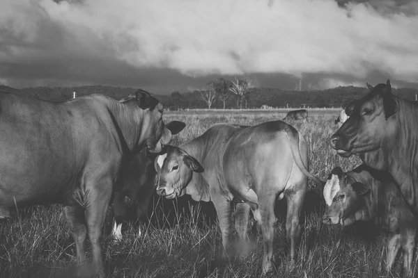 Australische Kühe — Stockfoto