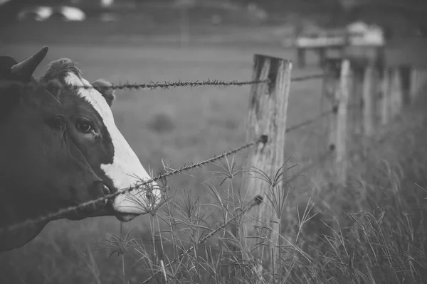 Vacche australiane — Foto Stock
