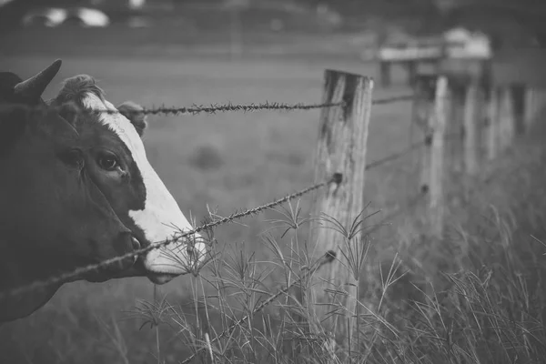 Australian cows — Stock Photo, Image