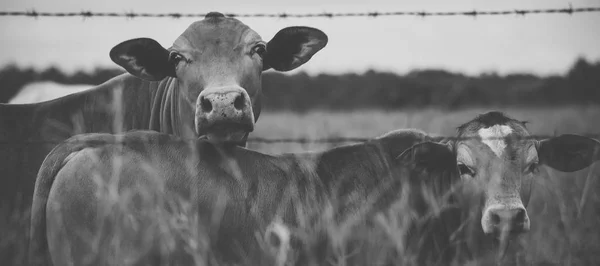 Australský krávy — Stock fotografie