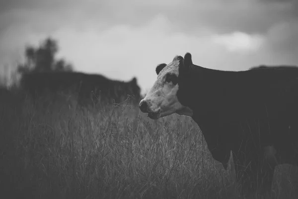 Vacche australiane — Foto Stock