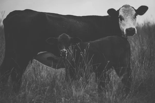 Australský krávy — Stock fotografie