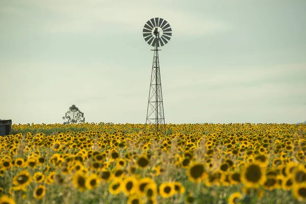 Slunečnice a větrný mlýn v poli — Stock fotografie
