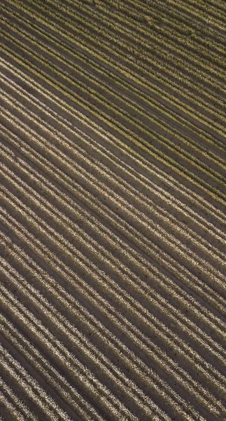 Cotton field in the countryside. — Stock Photo, Image