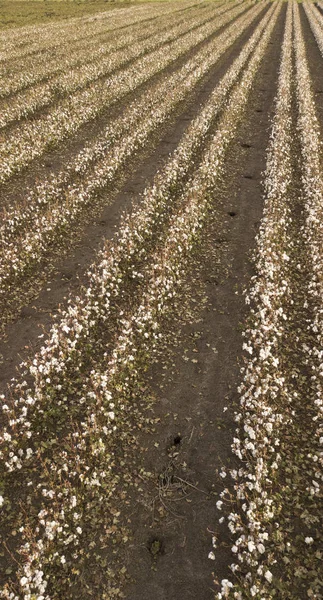 Campo de algodón en el campo . — Foto de Stock