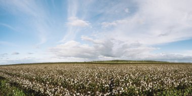Kırsal alanda pamuk.