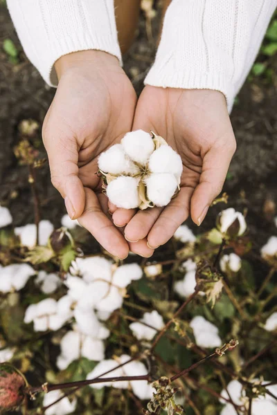 Campo di cotone in campagna . — Foto Stock