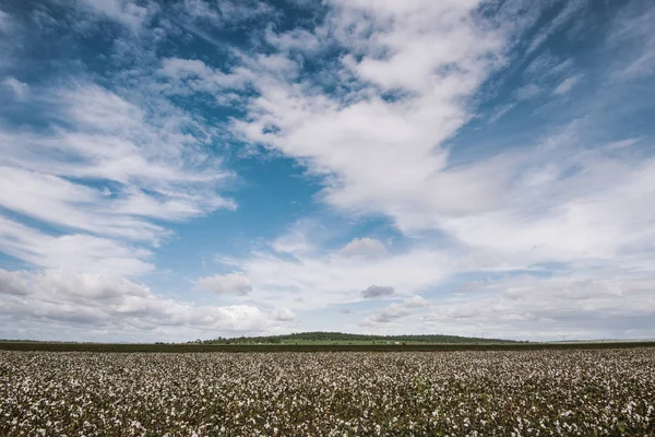 Campo de algodón en el campo . — Foto de Stock