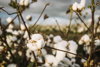 Kırsal alanda pamuk.