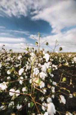 Kırsal alanda pamuk.