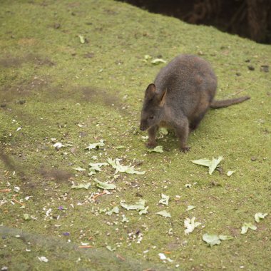 Tek başına dışarıda kanguru