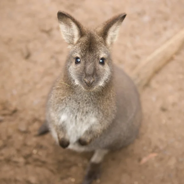 Tek başına dışarıda kanguru — Stok fotoğraf