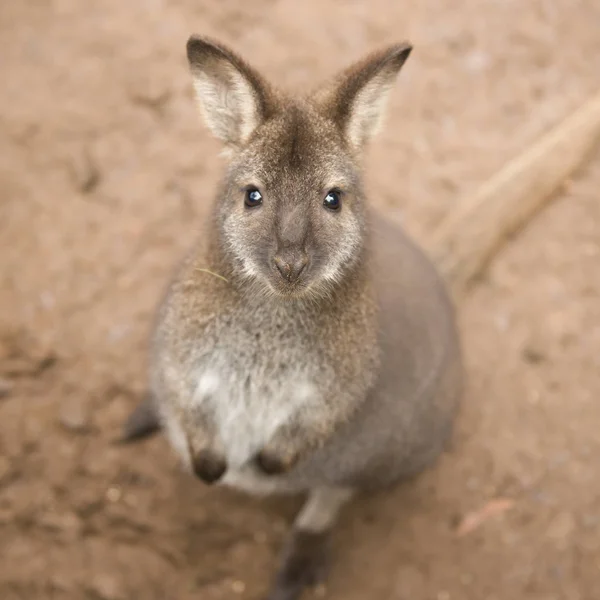 Wallaby utanför av sig själv — Stockfoto