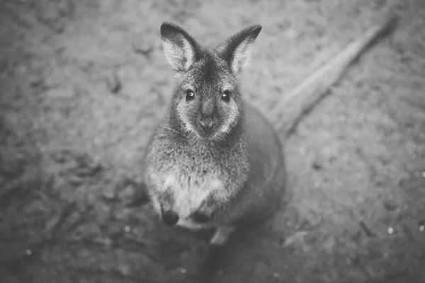 Wallaby fora por si só — Fotografia de Stock