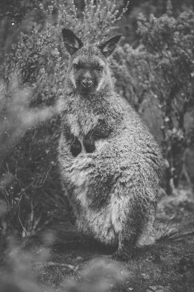 Wallaby fora por si só — Fotografia de Stock