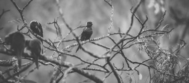 gökkuşağı lorisi