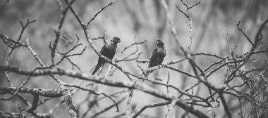 gökkuşağı lorisi