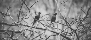 gökkuşağı lorisi